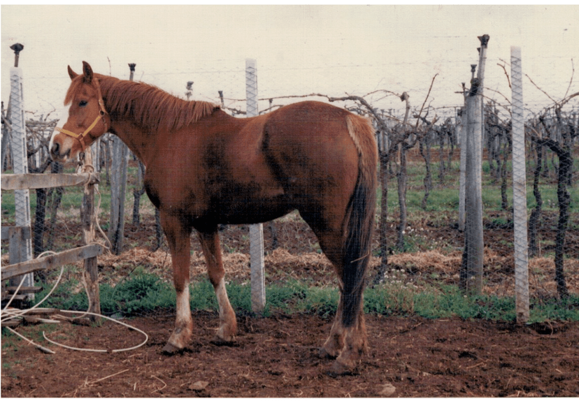 sara and horse