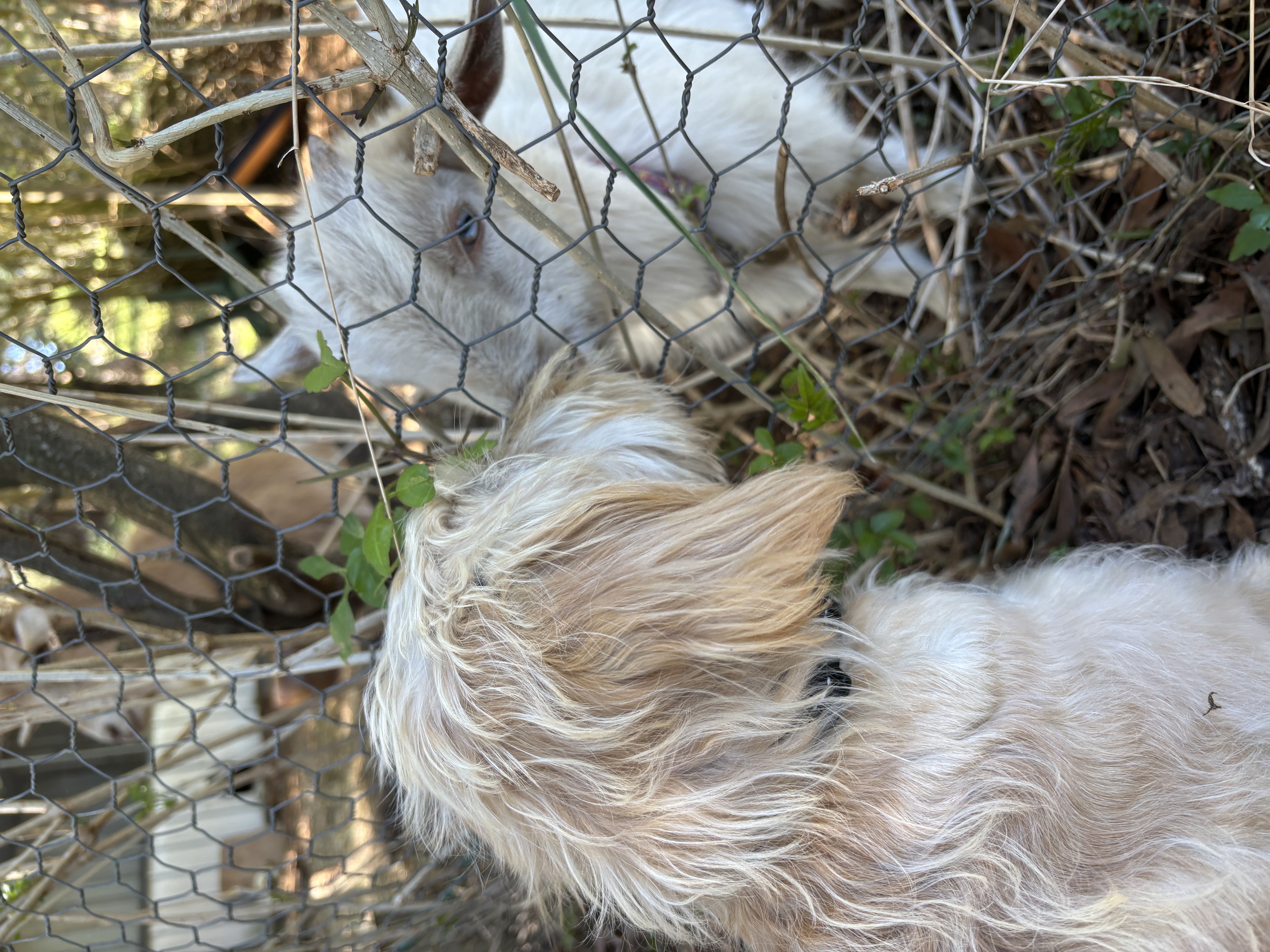 dog and goat face to face
