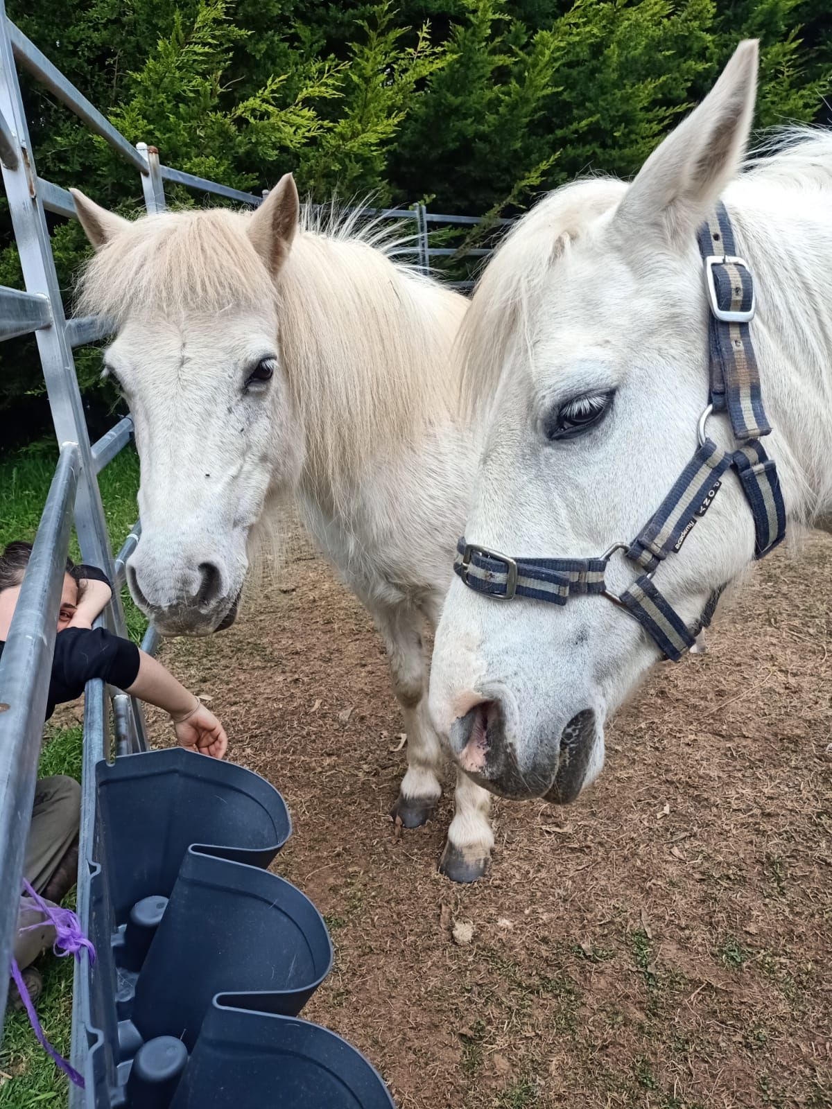 ponies