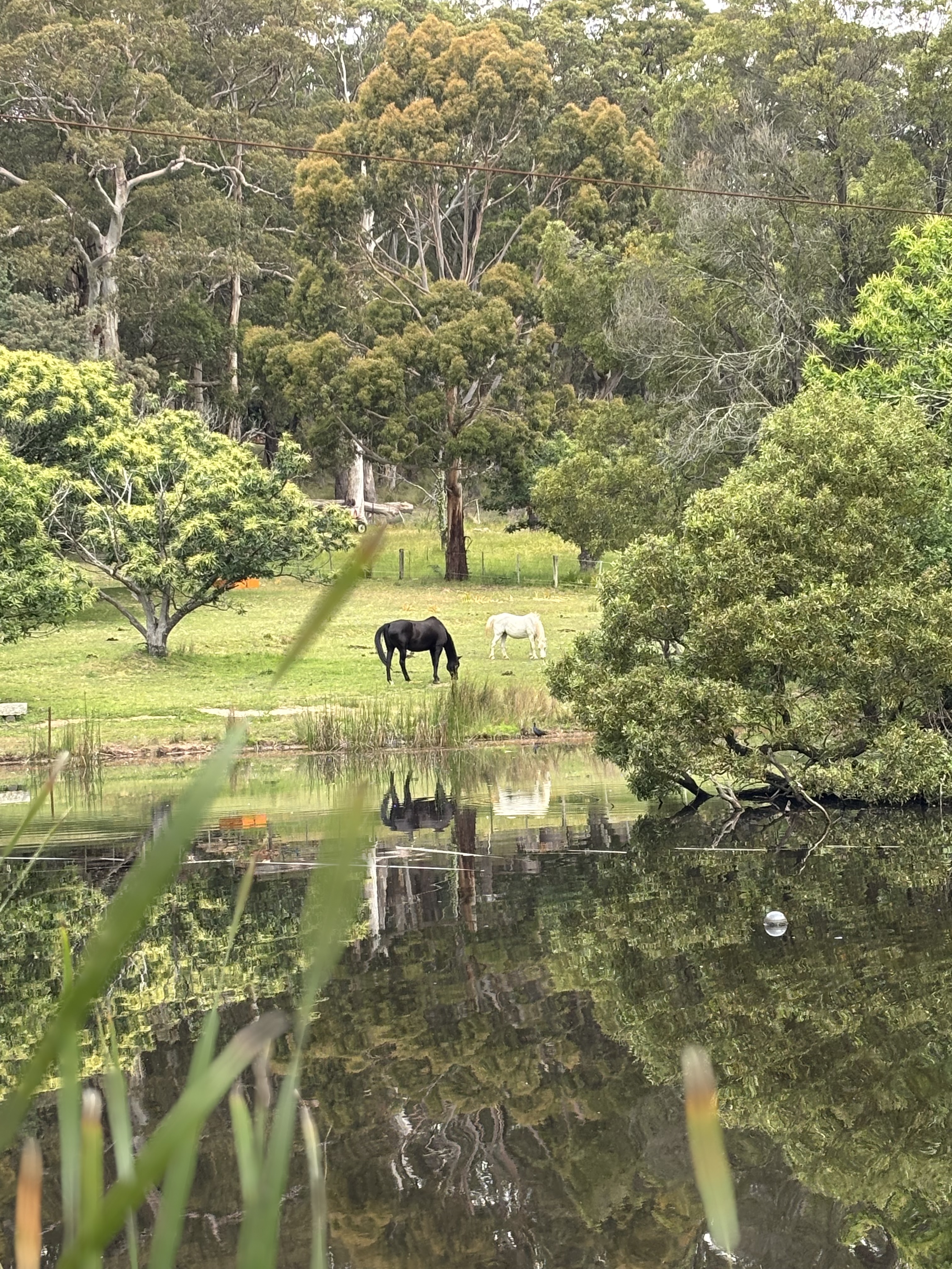 dog and goat face to face