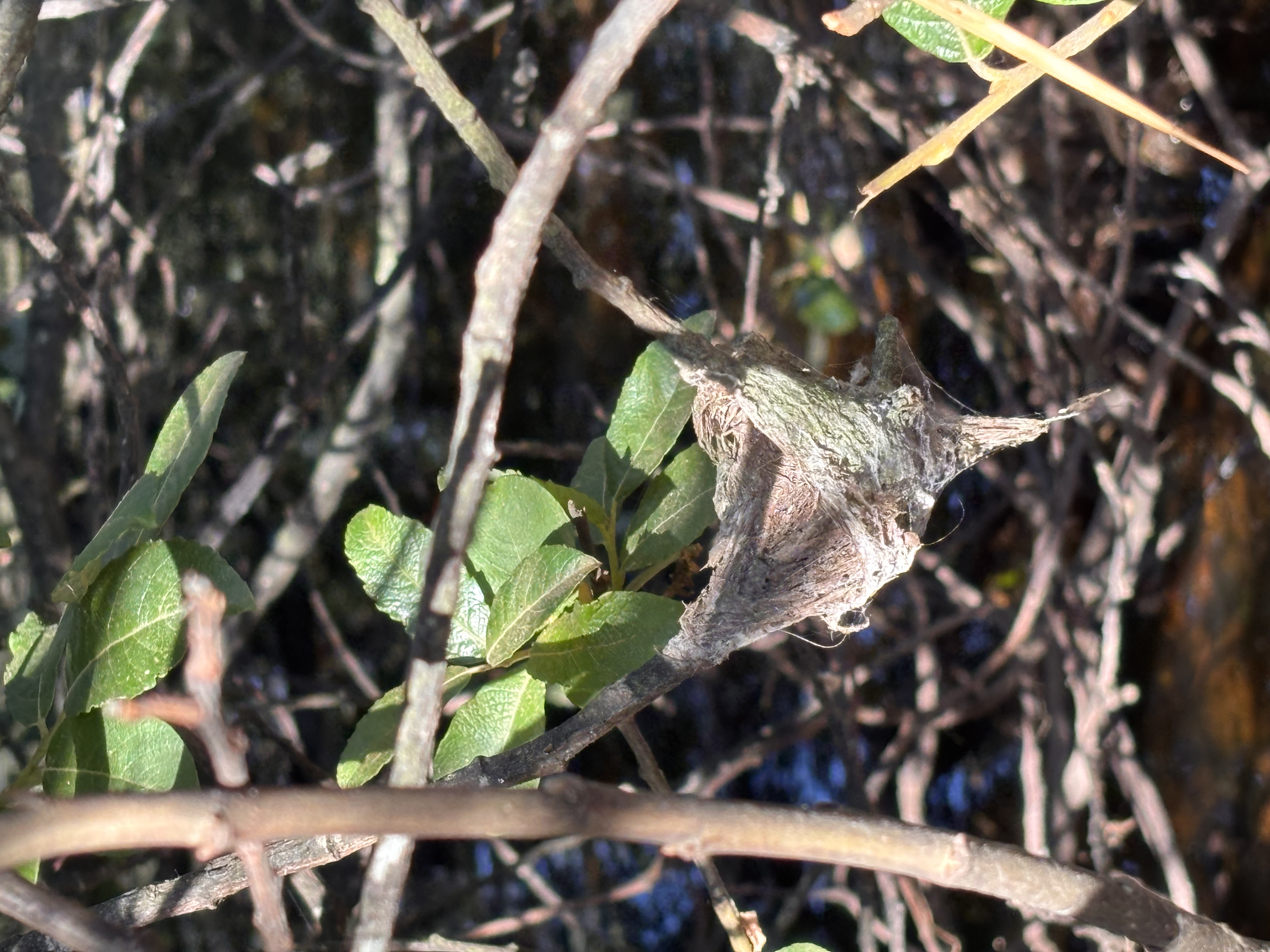 dog and goat face to face