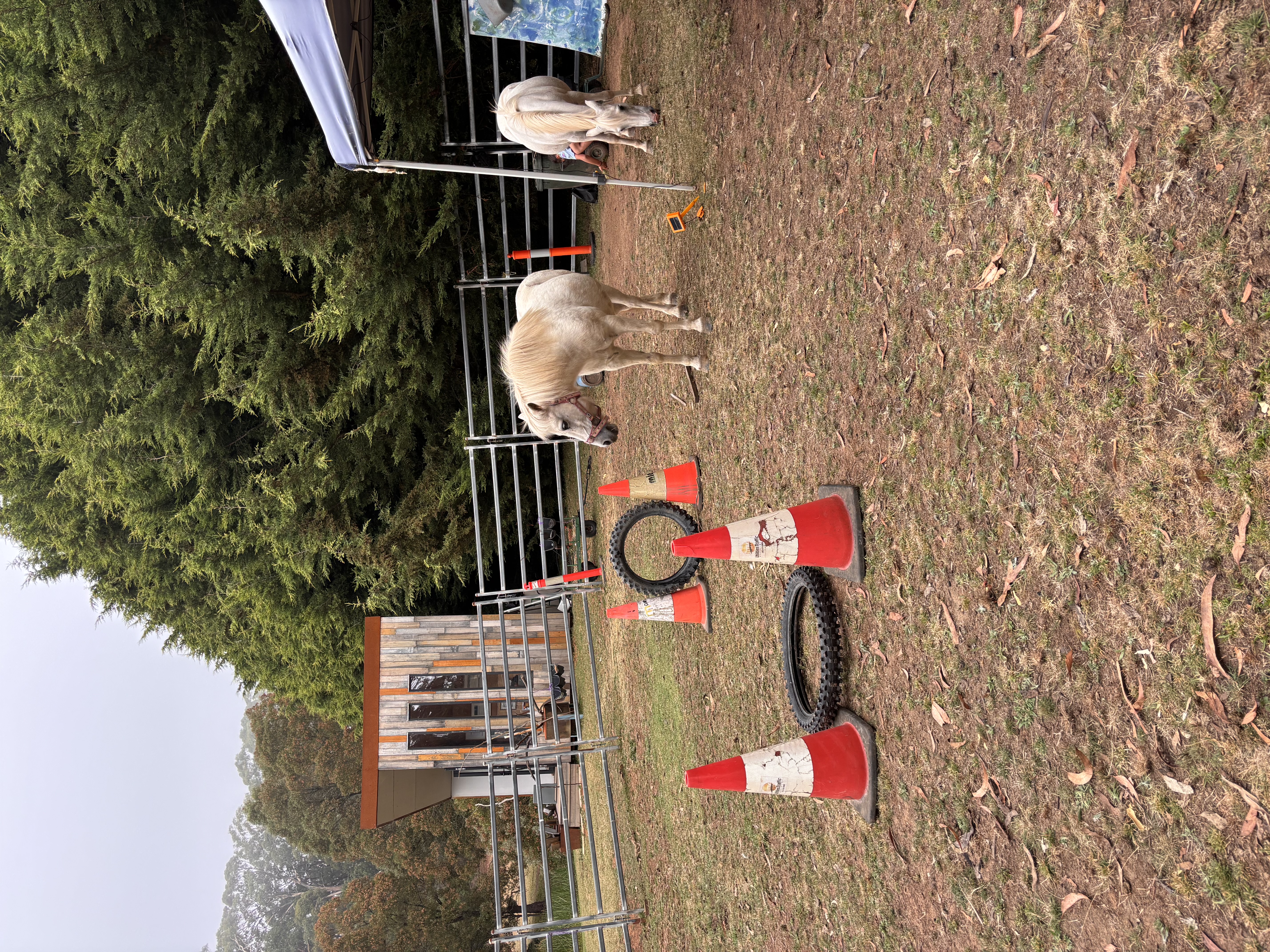 dog and goat face to face