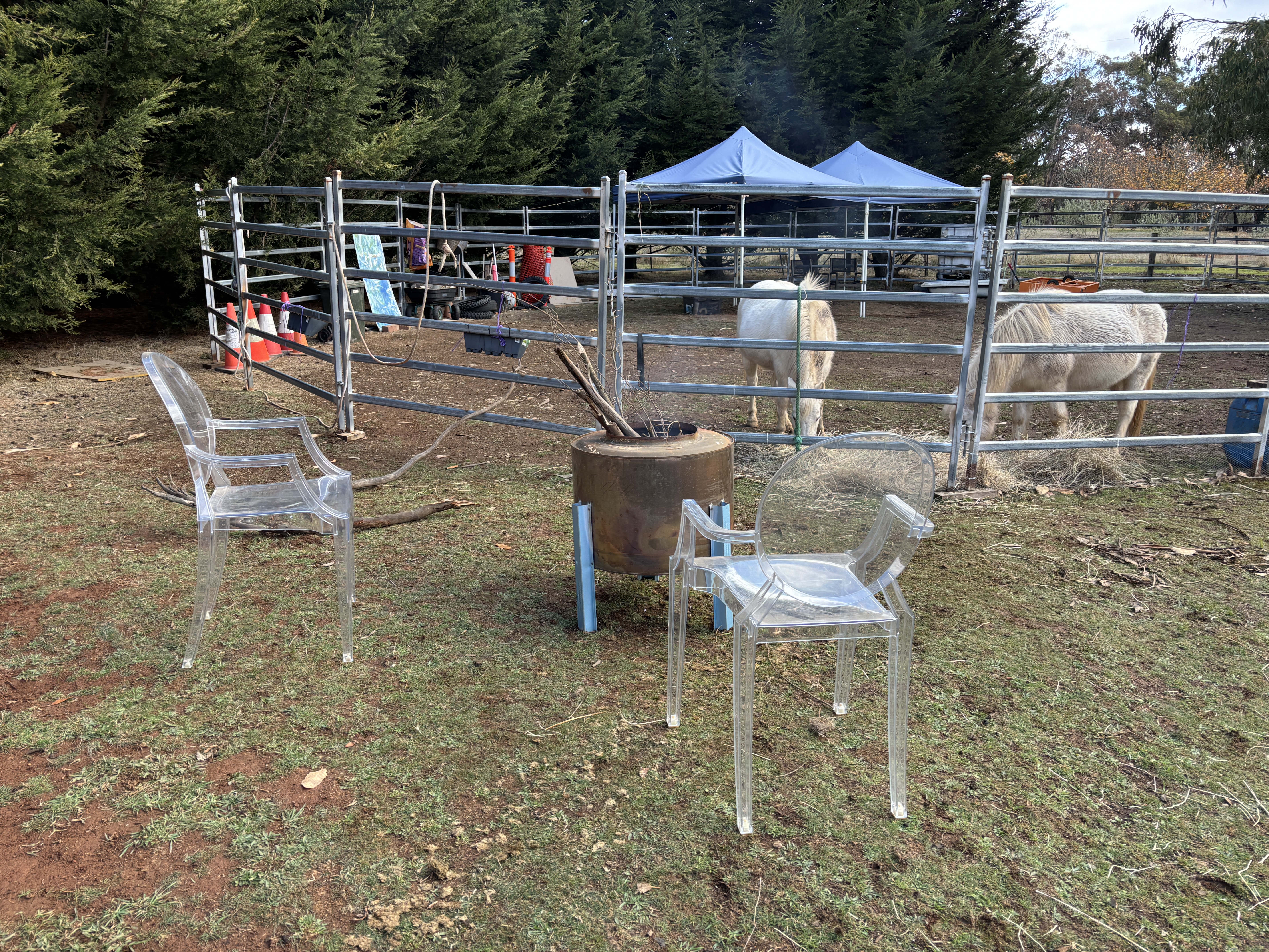 ghost chairs looking at horses