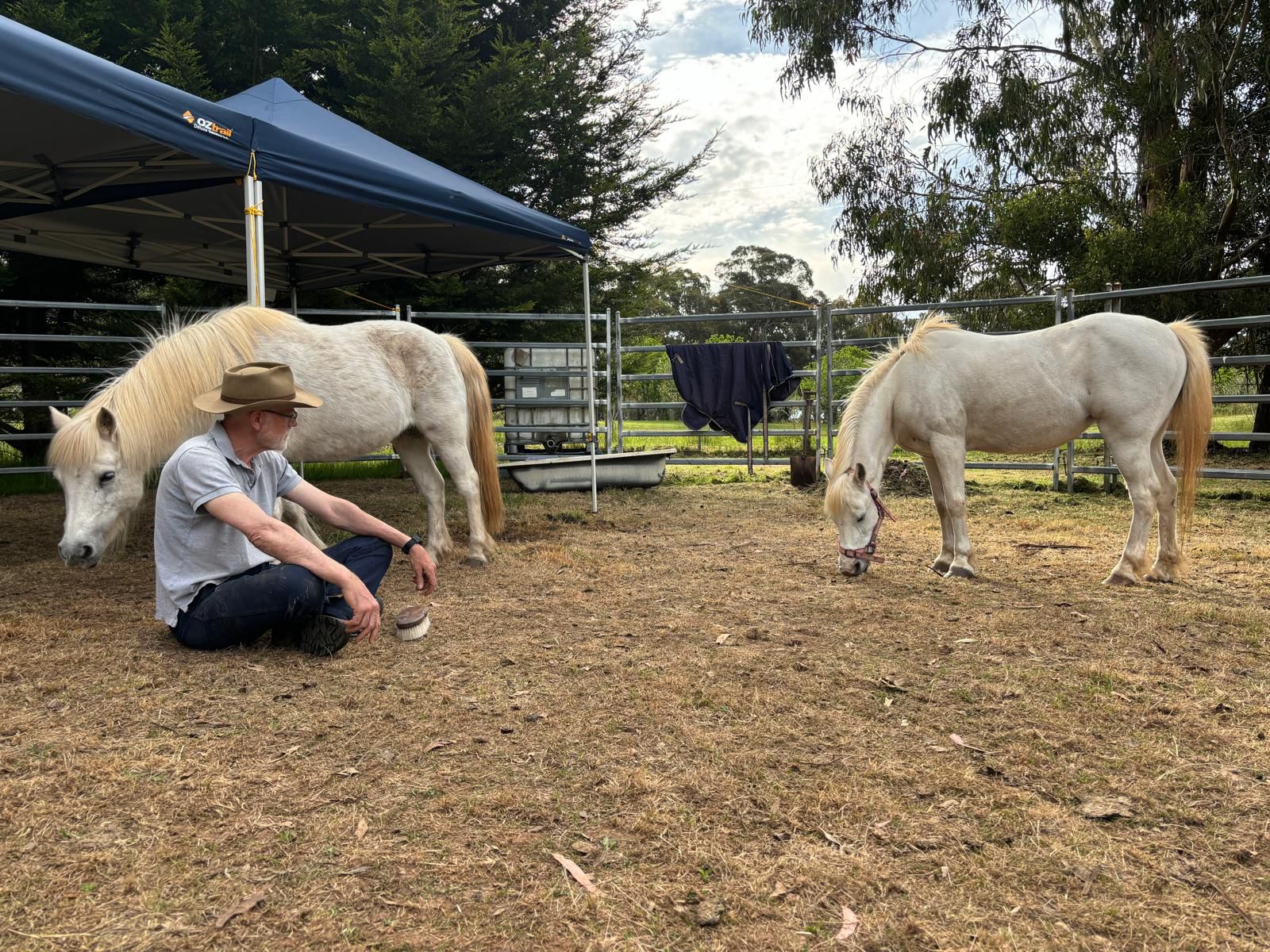 man sitting with ponies
