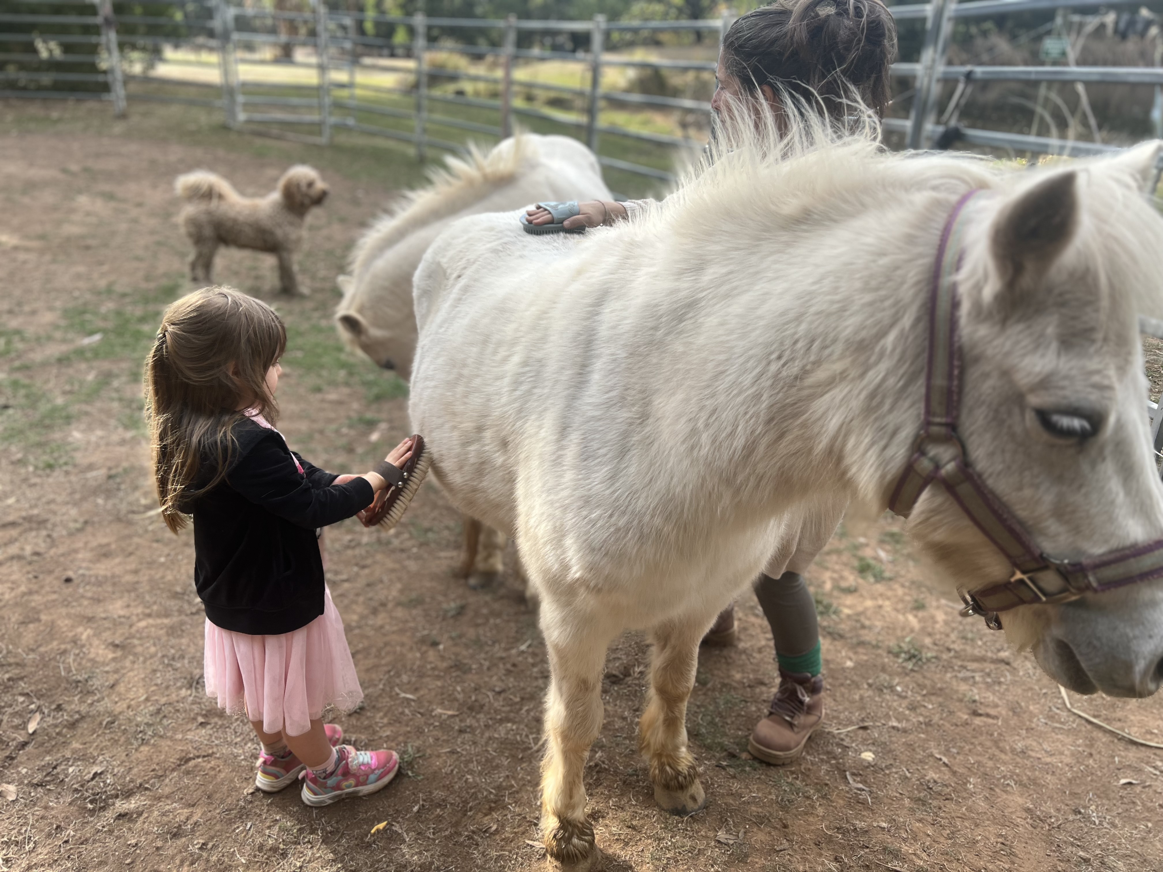 kid brushing pony